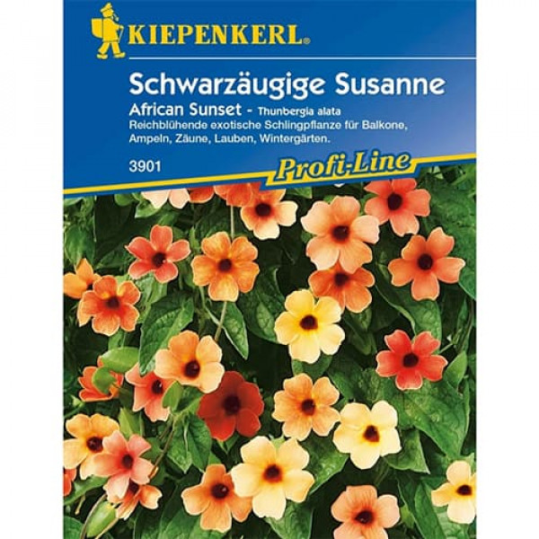 Thunbergia Susanne African Sunset