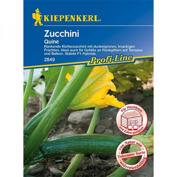 Dovlecel zucchini Quine F1