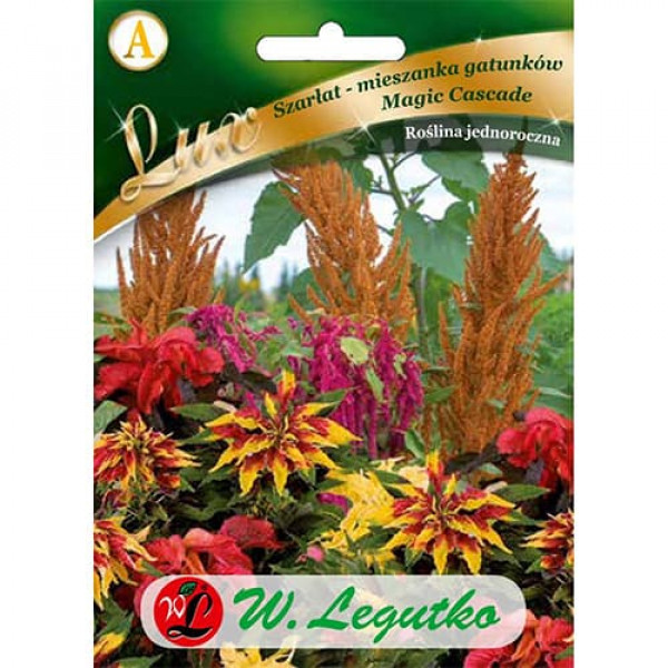 Moțul curcanului (Amaranthus) Magic Cascade