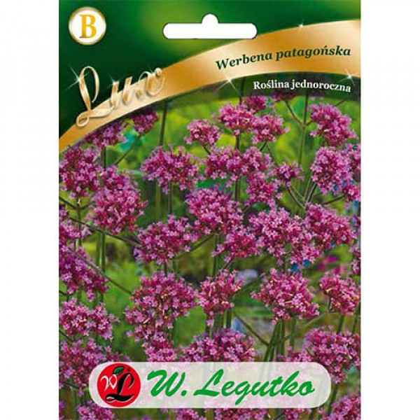 Verbena lilac