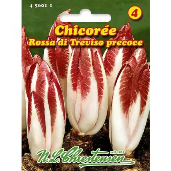 Cicoare roșie (radicchio) Rossa di Treviso Precoce