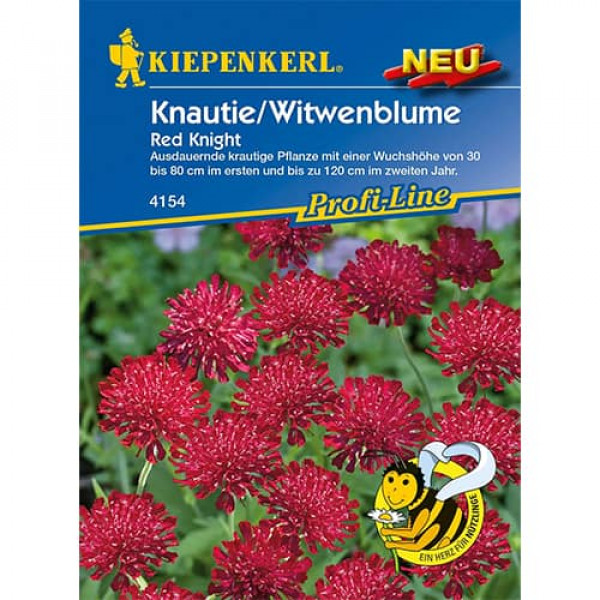 Knautia Red Knight