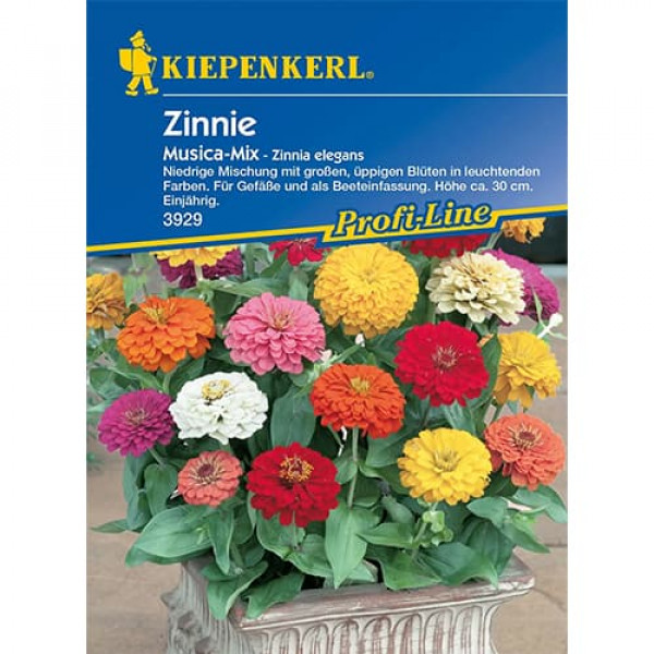 Zinnia (Cârciumăreasă) Musica