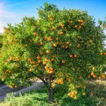 Citrice