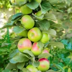 Pomi fructiferi columnari