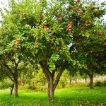 Pomi fructiferi