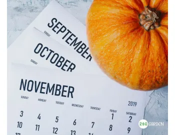 Calendar de plantări de toamnă: ce se plantează în septembrie, octombrie și noiembrie