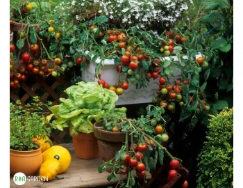 Ce fructe și legume poți cultiva în ghiveci – soluții ideale pentru balcon, terasă și grădini mici