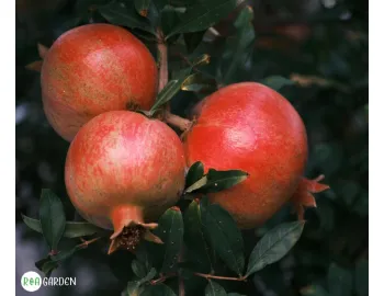 Rodiul – cultivare, îngrijire și sfaturi pentru o plantă sănătoasă și spectaculoasă
