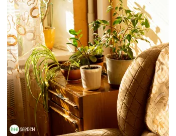 Ianuarie în apartament: ghid complet pentru plante verzi, fără frunze uscate și dăunători